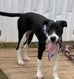 Dawn $50, Border Collie / Mixed Breed, young, available for adoption