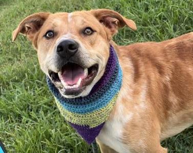 Geoff $25 Fostered, Mountain Cur / Fox Terrier, adult, available for adoption