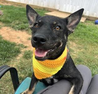 Etsy $50, German Shepherd Dog / Cardigan Welsh Corgi, young, available for adoption