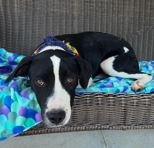 Inez $50, Border Collie / Mixed Breed, young, available for adoption