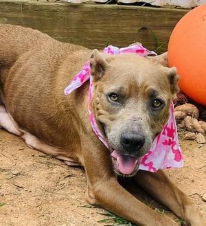 Giraffe $25, Pit Bull Terrier / Mixed Breed, young, available for adoption