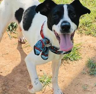 Corbin $25, Australian Cattle Dog / Blue Heeler / Mixed Breed, young, available for adoption