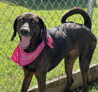 Flo $25, Plott Hound / Mixed Breed, young, available for adoption