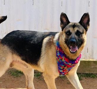 Capt $25, German Shepherd Dog / Mixed Breed, young, available for adoption