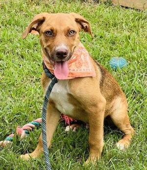 Dusty Jo $50, Pointer / Mixed Breed, puppy, available for adoption