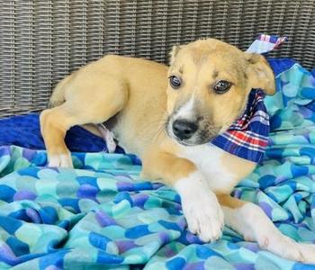Calcite $50 Fostered, Pit Bull Terrier / Mixed Breed, puppy, available for adoption