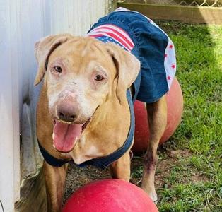 Ellie $25 Fostered, Coonhound / Mixed Breed, senior, available for adoption