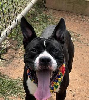 Cracker Jack $25, Pit Bull Terrier / Mixed Breed, young, available for adoption
