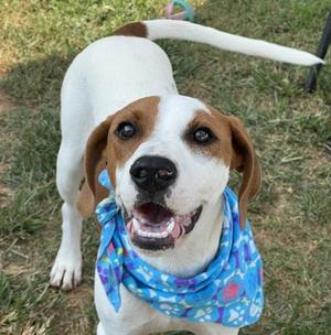 Copper $50, Mixed Breed, young, available for adoption
