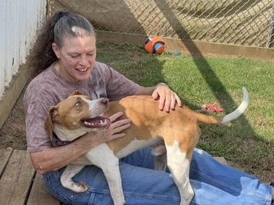 Junior $25 Fostered, Beagle / Mixed Breed, young, available for adoption
