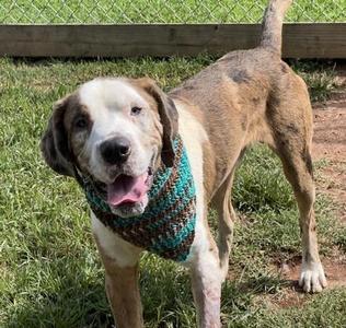 Doug $25, Catahoula Leopard Dog / Mixed Breed, young, available for adoption