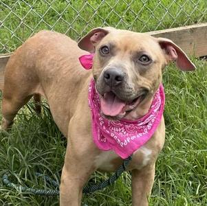Cindy Rella $25, Mixed Breed, adult, available for adoption