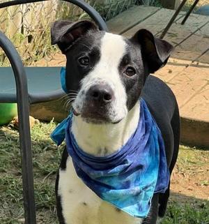 Jensen $25, Border Collie / Mixed Breed, young, available for adoption
