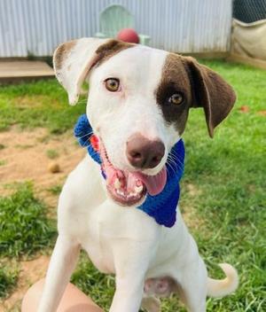 Gilligan $50 Fostered, Labrador Retriever / Mixed Breed, young, available for adoption