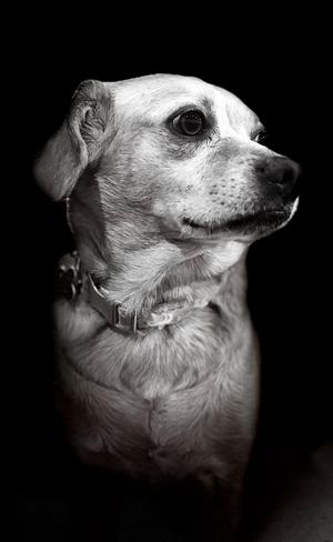 Poppy, Beagle / Chihuahua, adult, available for adoption