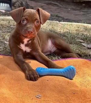Lorenzo, Chihuahua, puppy, available for adoption