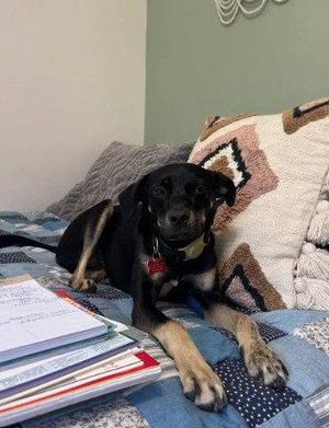 A black and tan dog sitting on a bed next to a stack of papers.