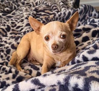 Chiquita, Chihuahua, senior, available for adoption