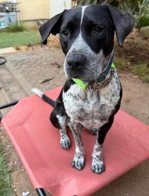 Tucker, Pointer / Labrador Retriever, adult, available for adoption