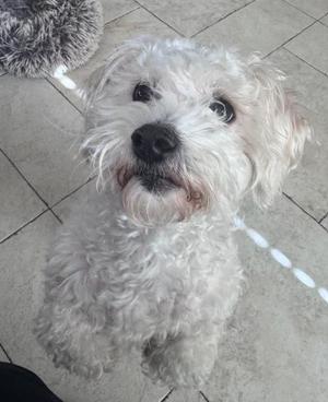 A fluffy white dog with curly fur looking up at the camera.