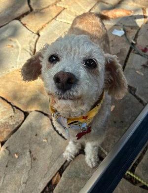Bella, Poodle, senior, available for adoption