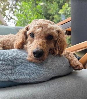 Sushi, Poodle, adult, available for adoption