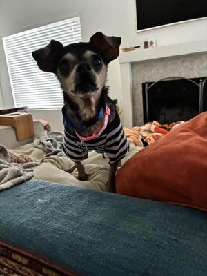 Estrella, Chihuahua, senior, available for adoption