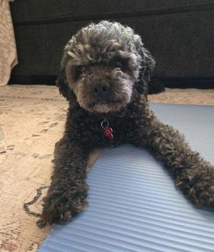 Charlie, Poodle, senior, available for adoption