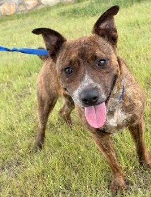 A brown brindle dog with a blue collar and leash, standing on grass with its tongue out.