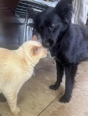 Peppermint, Australian Kelpie / Shepherd, adult, available for adoption