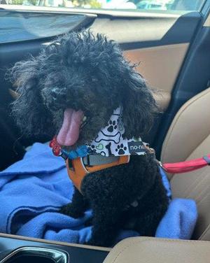 Ruckus, Poodle, senior, available for adoption