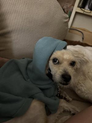 A small white dog wearing a blue hoodie, sitting on a person's lap.