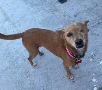 A small, tan dog with a pink collar and a black collar underneath it stands on a gray, speckled surface. The dog is looking up and to the right, with its mouth slightly open.