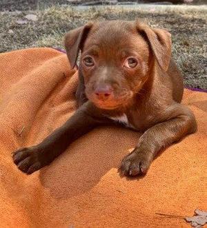 Leo, Chihuahua, puppy, available for adoption