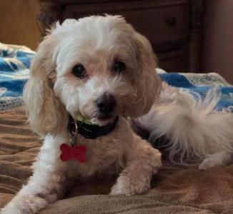 Petree, Maltese / Poodle, senior, available for adoption