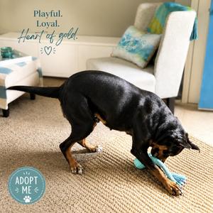 Kaylani, Australian Shepherd / Rottweiler, adult, available for adoption