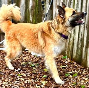 Shayann, Shepherd, adult, available for adoption