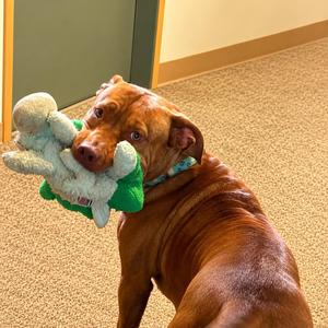Skylar, Pit Bull Terrier, young, available for adoption