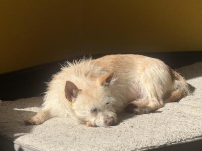 Darcy, Terrier, adult, available for adoption