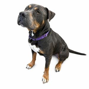 Walter, Pit Bull Terrier, adult, available for adoption