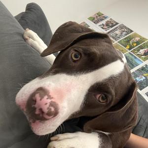 Prairie, Pointer, young, available for adoption