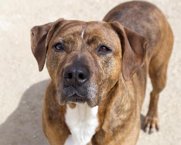 Rhonda, Labrador Retriever, senior, available for adoption
