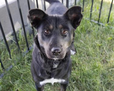 A black dog with white chest markings and upright ears looking directly at the camera outdoors near a fence.