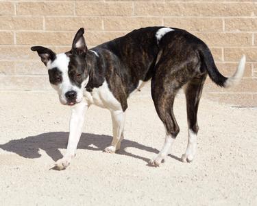 Sugar Plum, American Bulldog, adult, available for adoption