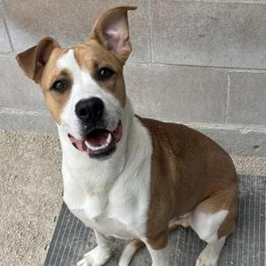 A brown and white dog sitting on a mat, looking up with its mouth open and tongue out.