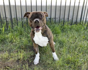 Ryker, Mastiff, adult, available for adoption