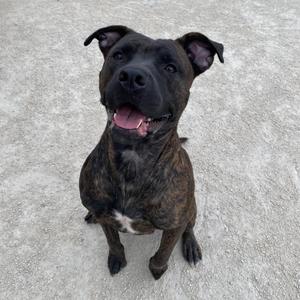 Molly, Mastiff, adult, available for adoption