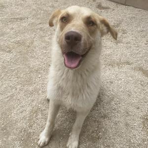A light-colored dog looking at the camera with its mouth open on a gravel surface.