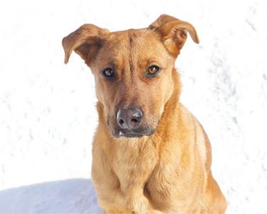 A brown dog with floppy ears sits in the snow.