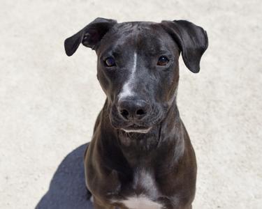 March, Labrador Retriever, adult, available for adoption